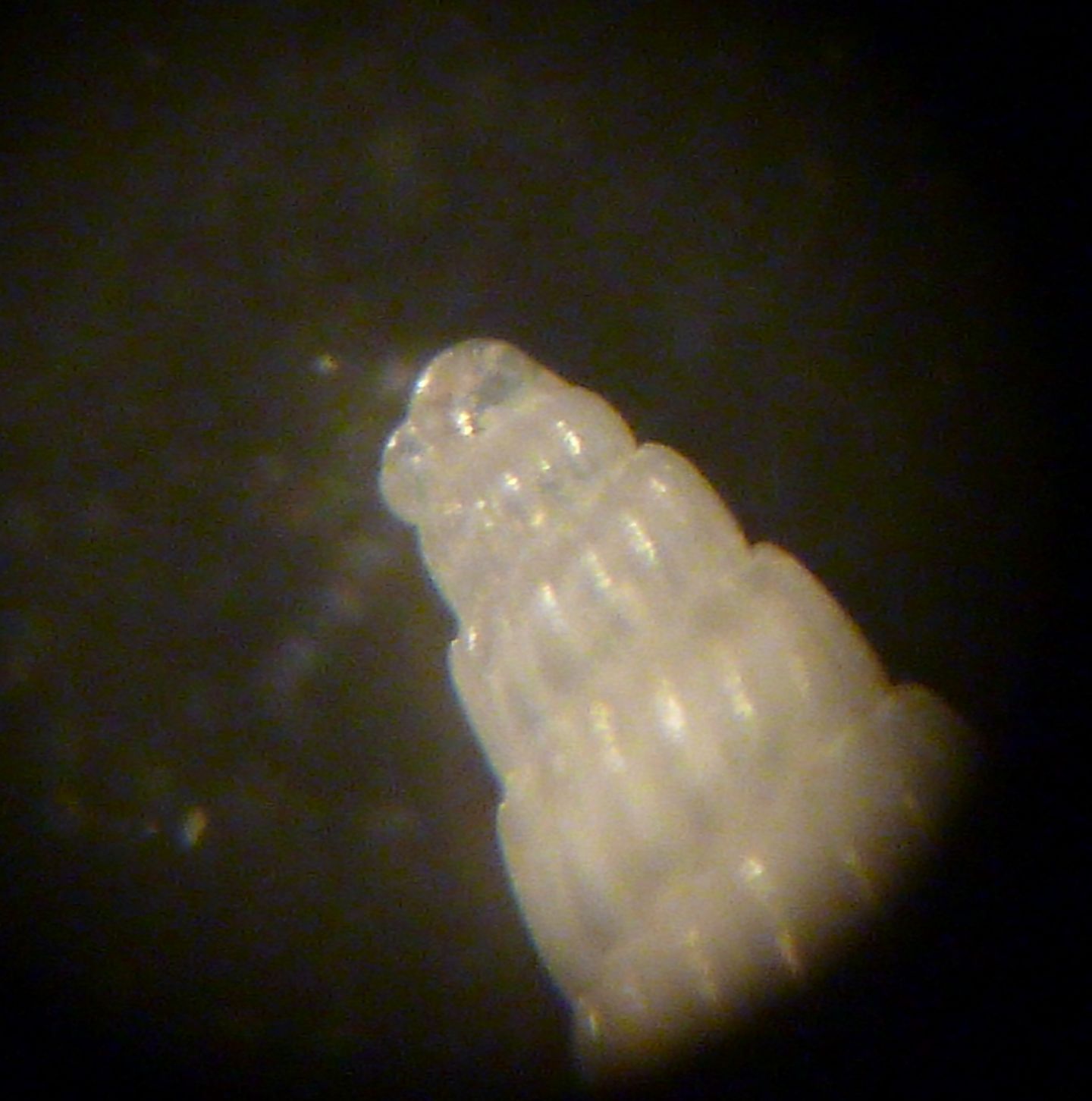 Turbonilla da determinare